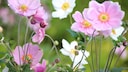 Bei Frühjahrs-Anemonen und Herbst-Anemonen gibt es pflegerische Unterschiede