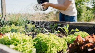 Ein Hochbeet ist eine gute Alternative für alle, die kein Gemüsebeet im Garten haben