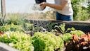 Ein Hochbeet ist eine gute Alternative für alle, die kein Gemüsebeet im Garten haben