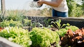 Ein Hochbeet ist eine gute Alternative für alle, die kein Gemüsebeet im Garten haben