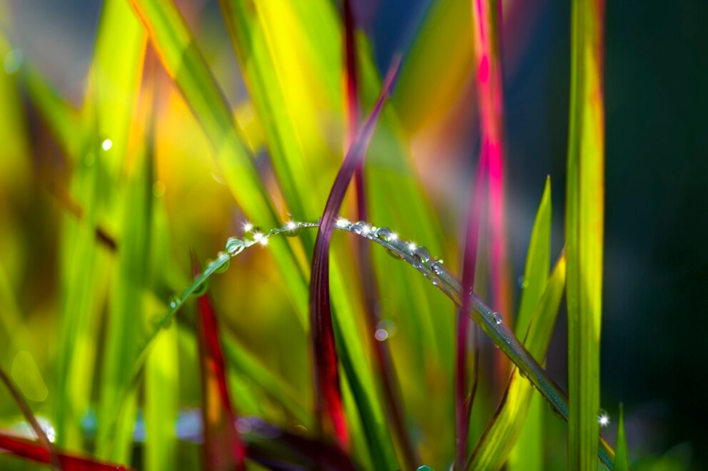 Japanese Blood Grass