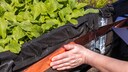 Kupferband gegen Schnecken