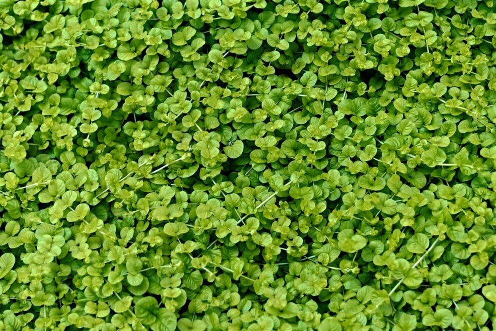Creeping Jenny (Lysimachia nummularia)