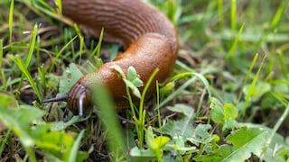 Schnecke im Garten