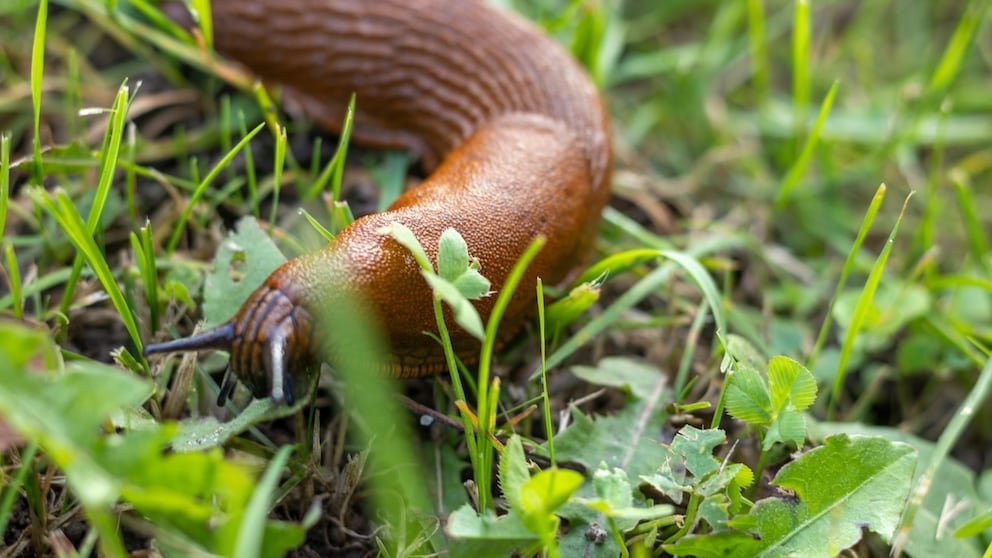 Schnecke im Garten