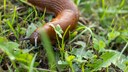 Schnecke im Garten