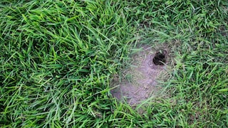 Leben Mäuse im Garten, hinterlassen sie in der Regel auch das ein oder andere Loch – manchmal auch auf dem Rasen