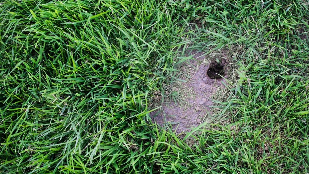 Leben Mäuse im Garten, hinterlassen sie in der Regel auch das ein oder andere Loch – manchmal auch auf dem Rasen