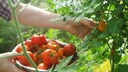 Tomaten aus dem eigenen Garten schmecken am besten! Allerdings sollten sie auch optimal wachsen. Es ist möglich, das Wachstum von Tomaten zu beschleunigen.