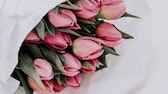 Tulpen nicht auspacken