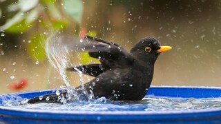 Vogeltränke