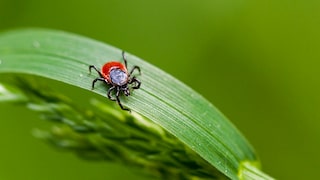 Auch im Garten kommen Zecken vor. Mit verschiedenen Pflanzen kann man sie vertreiben