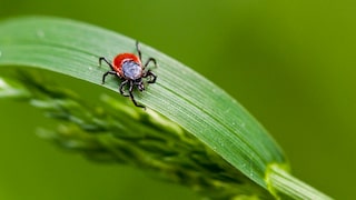 Auch im Garten kommen Zecken vor. Mit verschiedenen Pflanzen kann man sie vertreiben