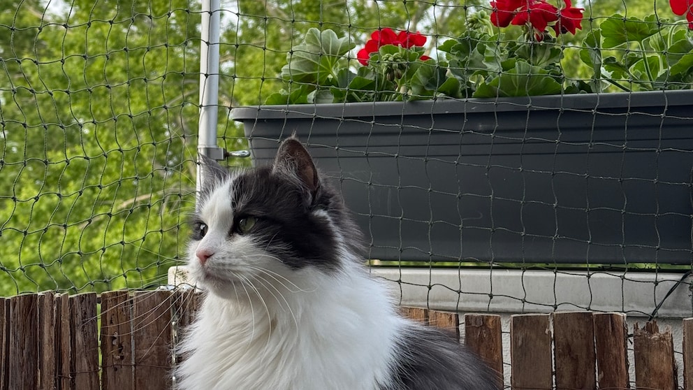 Ein Balkon kann eine echte Bereicherung für Katzen sein – Voraussetzung ist, dass der Balkon katzensicher ist