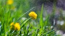Nur wenn es im Mai regnet, soll die Ernte üppig ausfallen – so besagt es zumindest eine Bauernregel