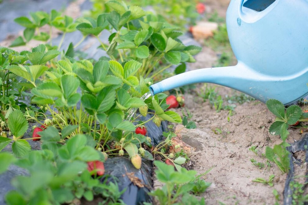 Erdbeeren richtig gießen für maximale Erträge – Gärtnerin gibt Tipps