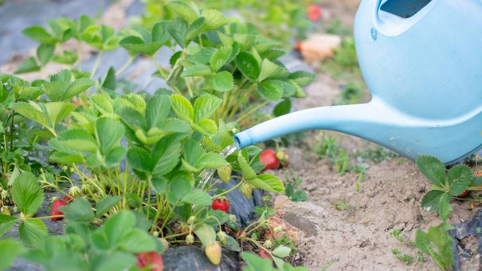 Erdbeerpflanzen sollte man regelmäßig gießen, damit sie saftige Früchte tragen