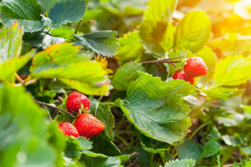 Flecken auf den Blättern von Erdbeeren? Das steckt dahinter