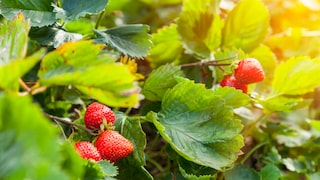 Flecken Blätter Erdbeeren
