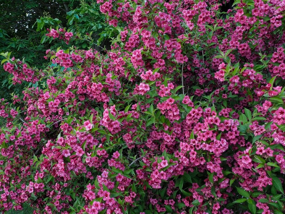 To keep the Weigela blooming beautifully, it must be pruned regularly