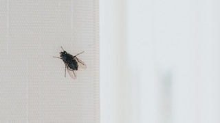 Obwohl das Fenster offen ist, finden viele Insekten nicht mehr den Weg aus der Wohnung raus