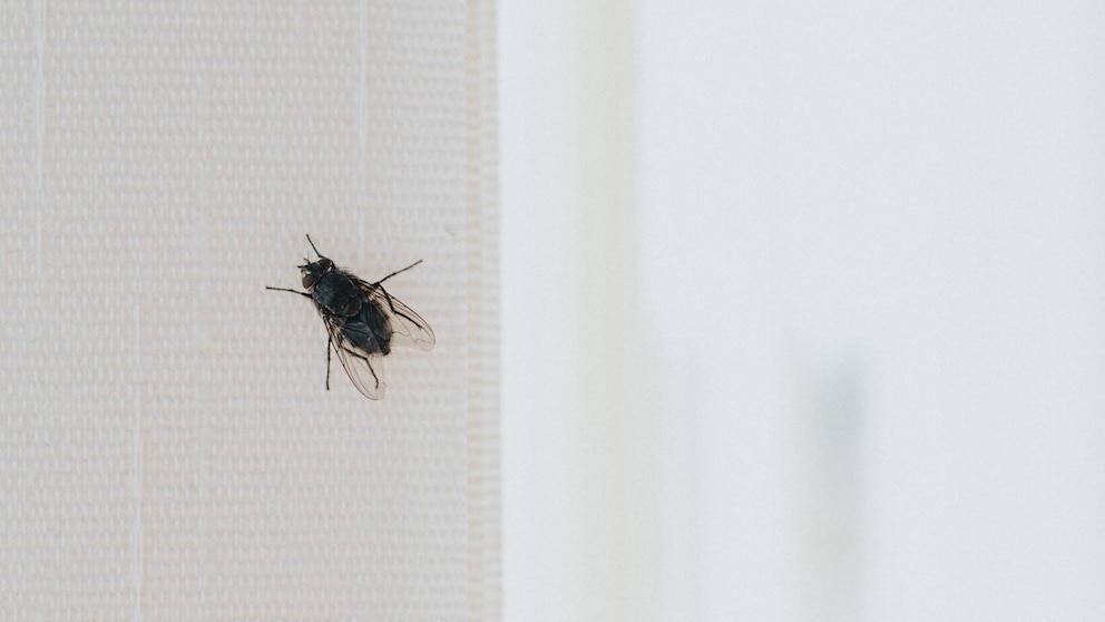 Obwohl das Fenster offen ist, finden viele Insekten nicht mehr den Weg aus der Wohnung raus