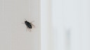 Obwohl das Fenster offen ist, finden viele Insekten nicht mehr den Weg aus der Wohnung raus