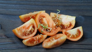 Das Phänomen der Viviparie tritt immer mal wieder auf. Kann man Tomaten noch essen, wenn sie innen keimen?