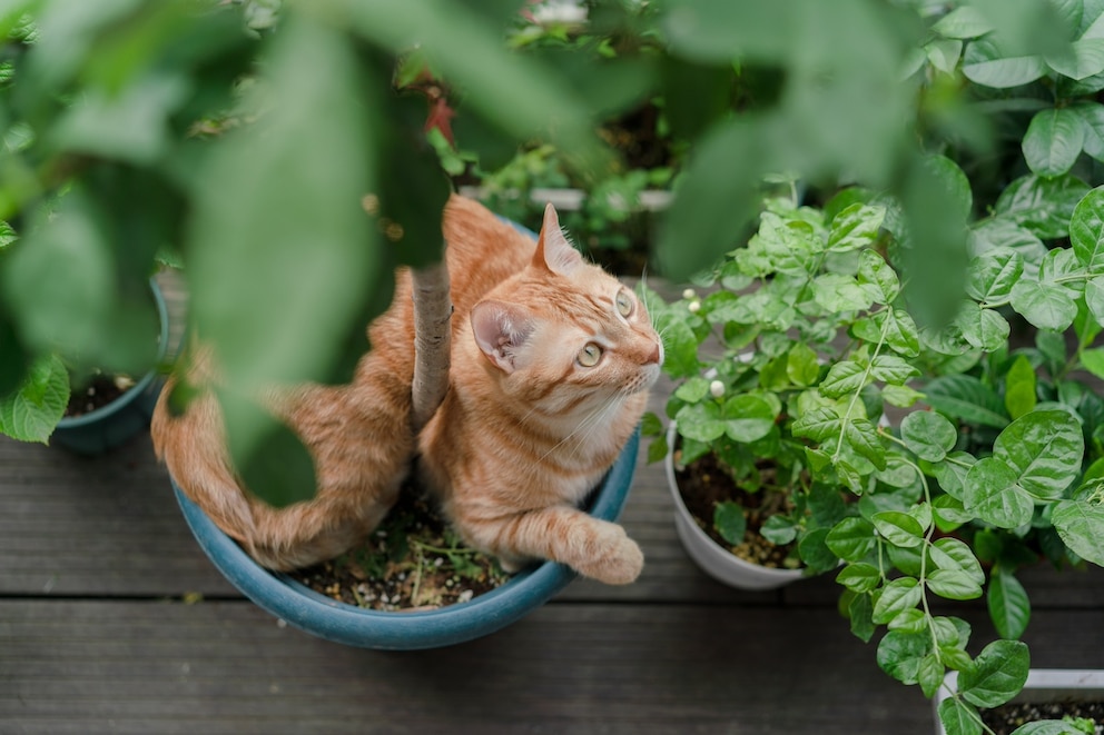 Auch Katzen fühlen sich zwischen üppig wachsenden Pflanzen wohl. Allerdings sollte man für den Balkon nur für Katzen ungefährliche Pflanzen wählen
