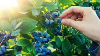 Heidelbeeren wachsen nicht nur im Garten, sondern bei richtiger Pflege auch auf dem Balkon