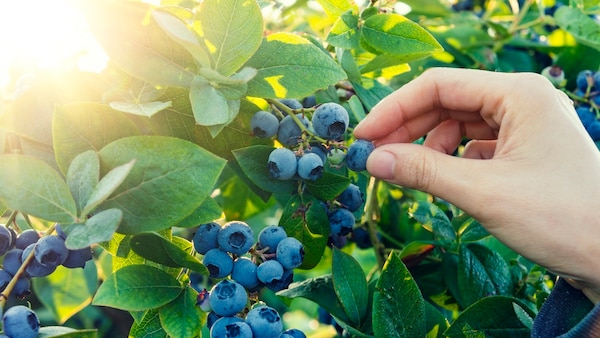 Heidelbeeren wachsen nicht nur im Garten, sondern bei richtiger Pflege auch auf dem Balkon
