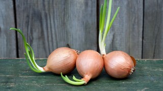 Die Zwiebel ist noch gut, aber keimt – kann man sie noch verwenden oder muss man sie entsorgen?