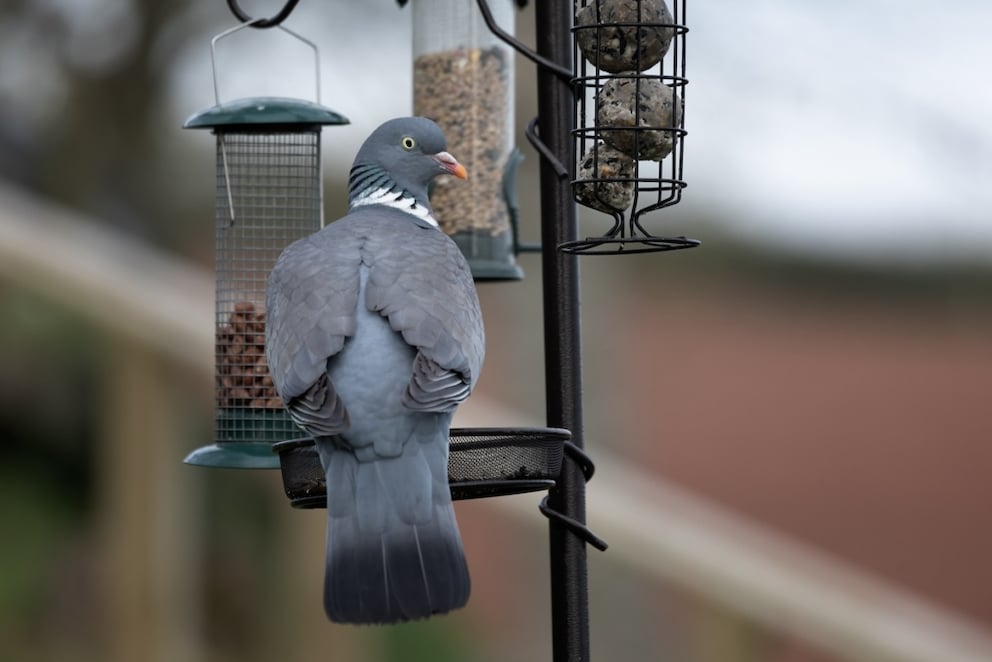 Wood pigeons are significantly larger than city pigeons