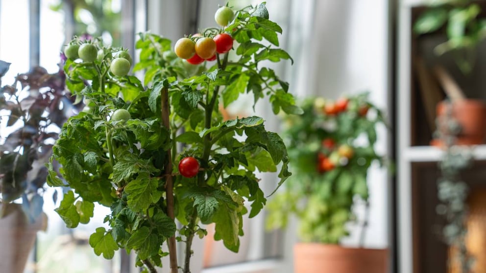 Für Tomaten muss man nicht unbedingt einen eigenen Garten haben. Man kann sie wunderbar im Topf anpflanzen.