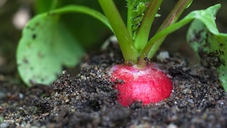 Radieschen benötigen vom säen bis zum Ernten nur wenige Wochen
