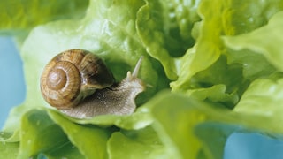 Man muss sich nicht mit Schnecken im Beet zufriedengeben. Es gibt Möglichkeiten, sie zu vertreiben.