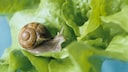Man muss sich nicht mit Schnecken im Beet zufriedengeben. Es gibt Möglichkeiten, sie zu vertreiben.