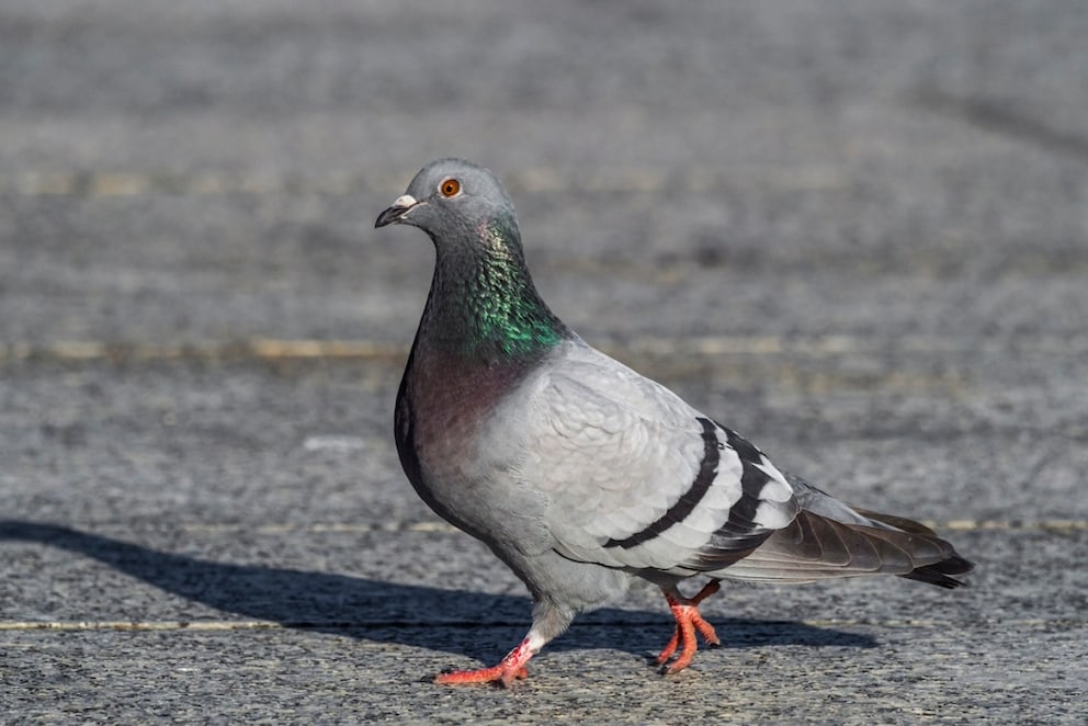 City pigeons have noticeably shimmering neck feathers