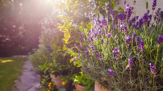 Lavendel benötigt einen sonnigen, windgeschützten Standort und einen durchlässigen Boden