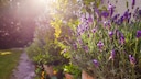 Lavendel benötigt einen sonnigen, windgeschützten Standort und einen durchlässigen Boden