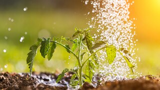 So bitte nicht! Beim Gießen von Tomaten sollten die Blätter nicht nass werden