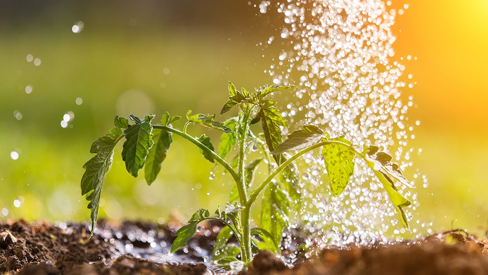 So bitte nicht! Beim Gießen von Tomaten sollten die Blätter nicht nass werden