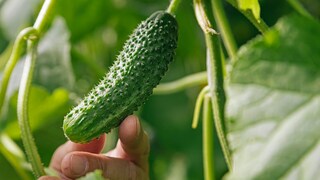 Um leckere Gurken auszutragen, ist es wichtig Gurkenpflanzen regelmäßig zu düngen. Hierfür kann man auch Hausmittel nutzen