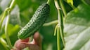 Um leckere Gurken auszutragen, ist es wichtig Gurkenpflanzen regelmäßig zu düngen. Hierfür kann man auch Hausmittel nutzen
