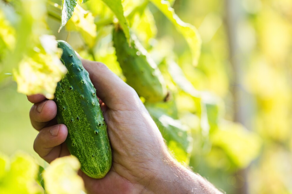 Warum Gurken aus dem Garten bitter werden können
