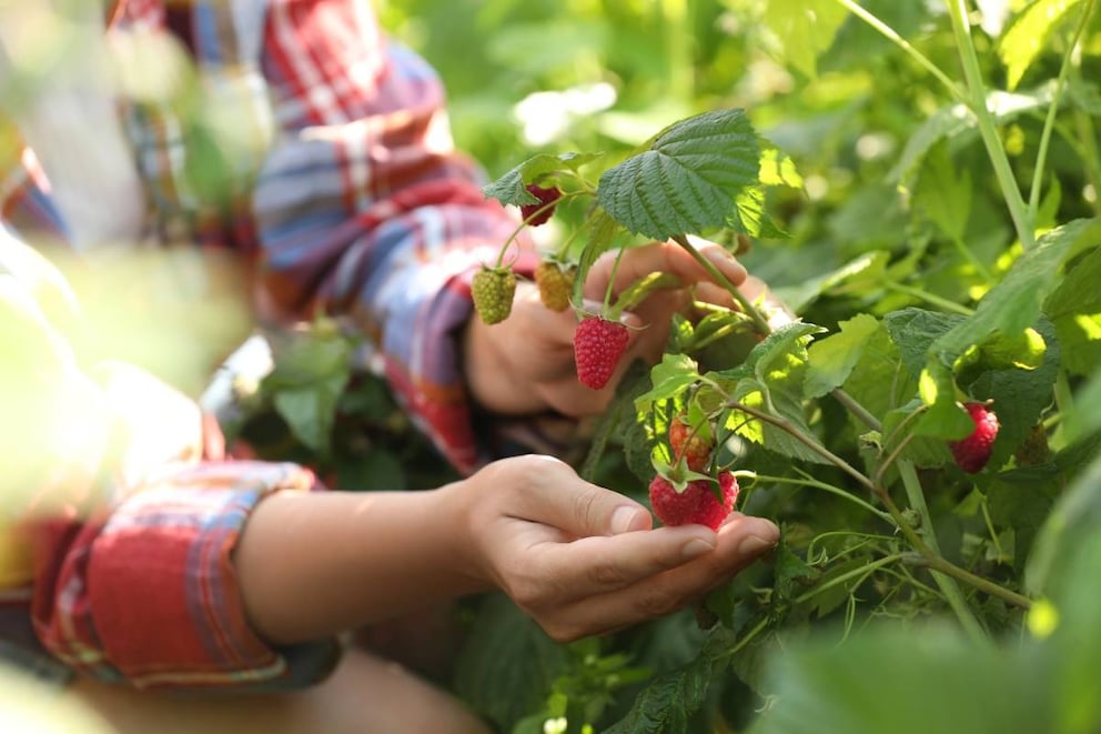 8 häufige Fehler beim Anbau von Himbeeren