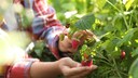 Himbeeren