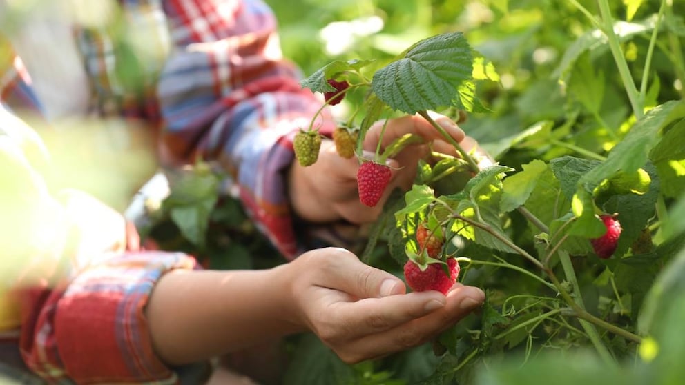 Himbeeren
