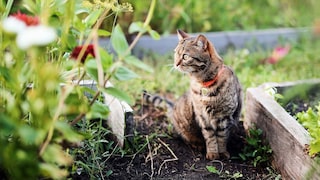 Für Katzen können im eigenen Garten Gefahren lauern