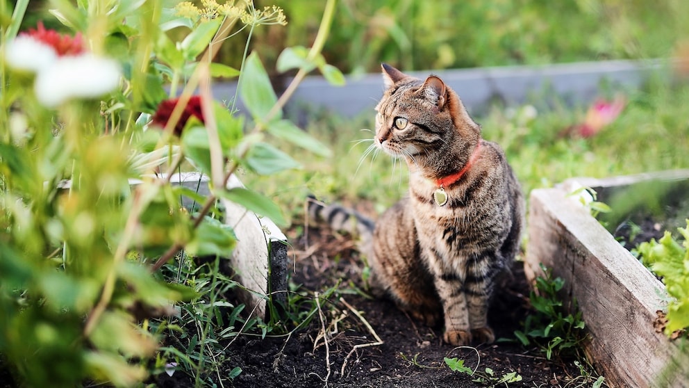Für Katzen können im eigenen Garten Gefahren lauern